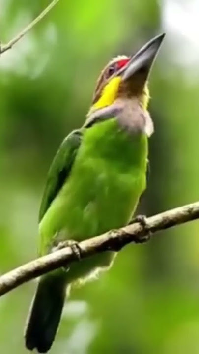 Suara burung Takur