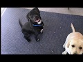 ~~Turbo~~ 8mo Lab/Cattle Dog mix ~ Best Puppy Trainers in Arizona ~ ~~Turbo~~ 8mo Lab/Cattle Dog mix ~ Best Puppy Trainers in Arizona ~