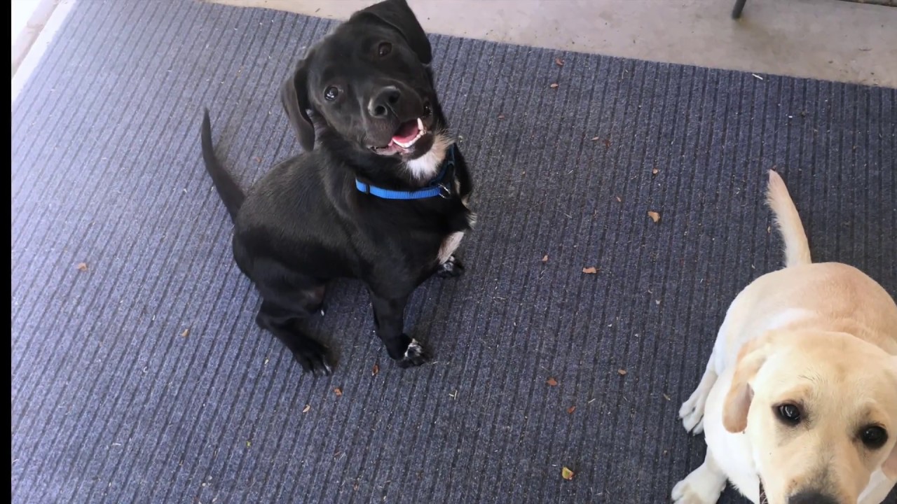 black lab mixed with blue heeler