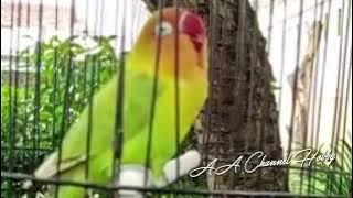 LOVEBIRD BETINA KONSLET MINOR DURASI PANJANG||DOBELAN