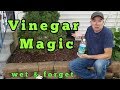 Vinegar Magic: Removing mold and mildew