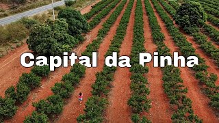 CAPITAL MUNDIAL DA PINHA, PRESIDENTE DUTRA NA BAHIA