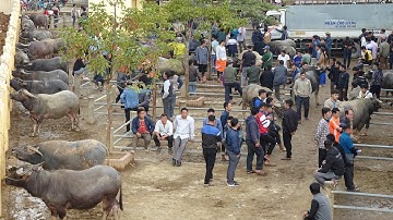 Khám Phá Chợ Trâu Bảo Lâm CAO BẰNG | Miền núi tây bắc