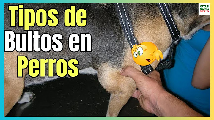 🔴 LOS 5 TIPOS DE BULTOS EN PERROS ¿QUE SIGNIFICAN Y CÓMO ACTUAR? 🔴