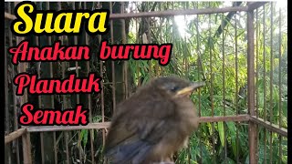 suara anakan burung planduk semak