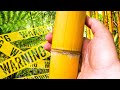 Giant golden bamboo  growing phyllostachys vivax aureocaulis in uk gardens
