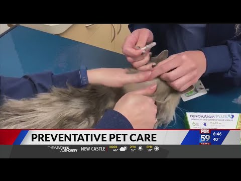 Video: Ano Ang Preventive Care For Pets?