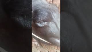 #buffalo #veterinary #animals #everyday #cow #vaccine #india #today #love #follower #doglover #goat