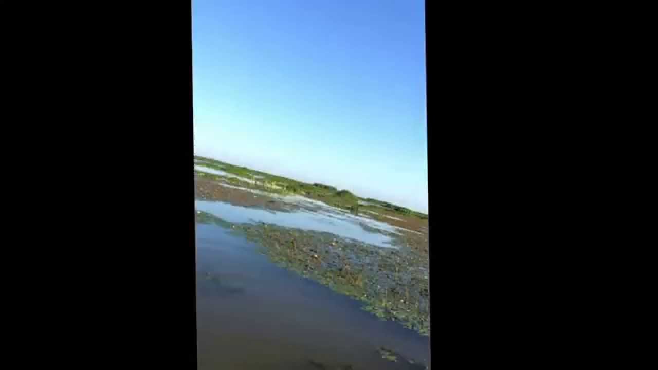 South Louisiana wax lake teal hunt, YouTube