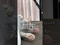Sleep Better, Tail Wag More