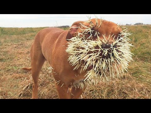 Vidéo: Les porcs-épics tirent-ils sur leurs piquants ?