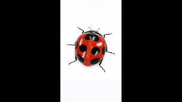 LadyBug 🐞Google View in 3D with Argumented Reality AR available - Insect