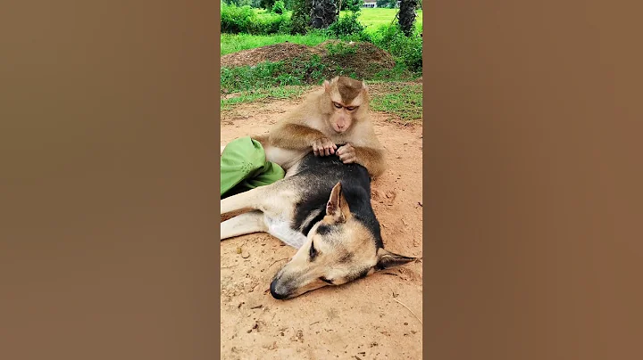 lovely Animals Are Famous, Best SokYaa Video #shorts