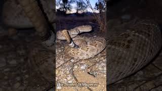 Western Diamondback Rattlesnake