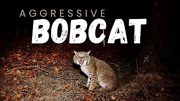 Aggressive Bobcat - Eason Season