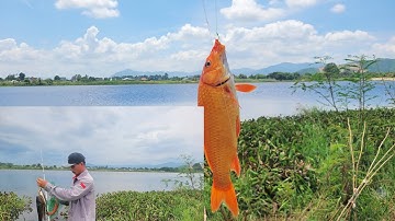 Cần câu cắm lên được Cá Lóc bự | Cần Câu máy đánh lăng xê lên Cá Chép Hồ tự nhiên | Câu Cá Giải Trí