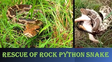 Rescue of Rock Python snake (Ajgar) from residential area See video till end for its vomit (in 4K)