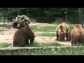 Bear fight at Brasov Zoo