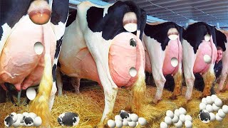 Farm #WithMe Cow Eggs Farming Milk Feeding Pretty Girl Modern Truck Combine Cowshed
