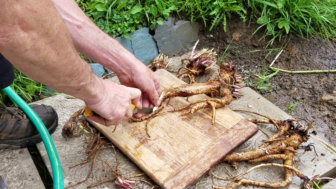 Drying Roots Cleaning and drying giant dandelion roots for drying. - YouTube
