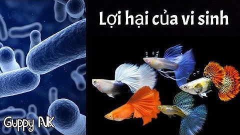 Cá 7 màu chết dần chết mòn mỗi ngày vài con và đây là lí do