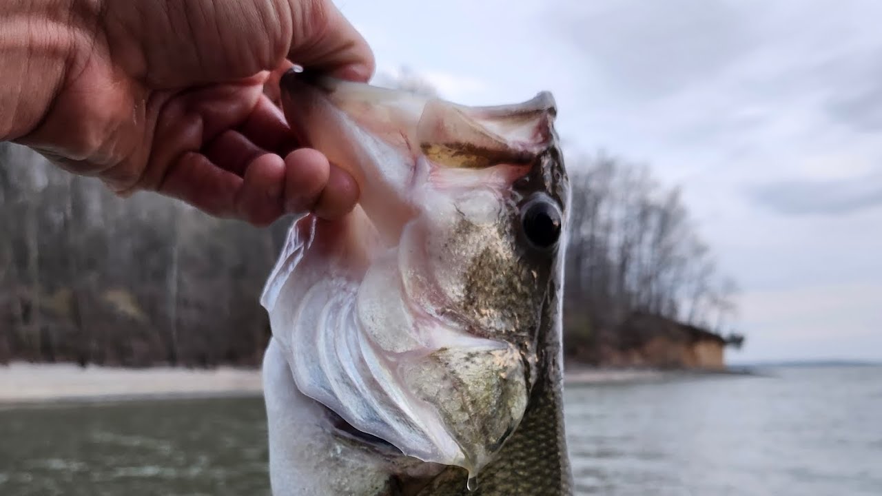 KENTUCKY LAKE BANK FISHING MONSTER BASS