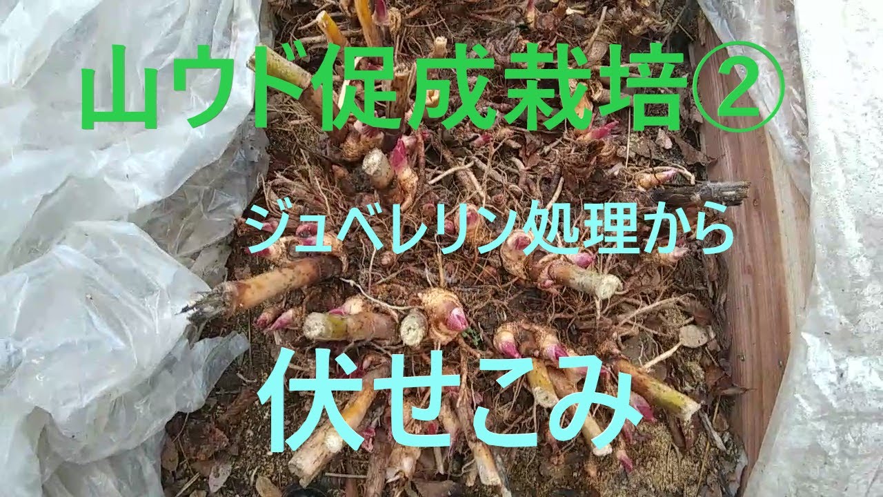 山ウドの促成栽培②ジュベレリン処理から伏せこみ 目指せ100品目　邑南町　駒川農園20/12/19