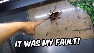 Another SPIDER ESCAPE...It Was MY FAULT! + Skull bliss