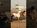 Bottle Feeding baby Goats | Simple hay feeder on our Goats farm to reduce wastage of feed | famous