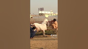 Bottle Feeding baby Goats | Simple hay feeder on our Goats farm to reduce wastage of feed | famous