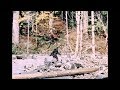 Bigfoot  pattersongimlin film  stabilized  10201967