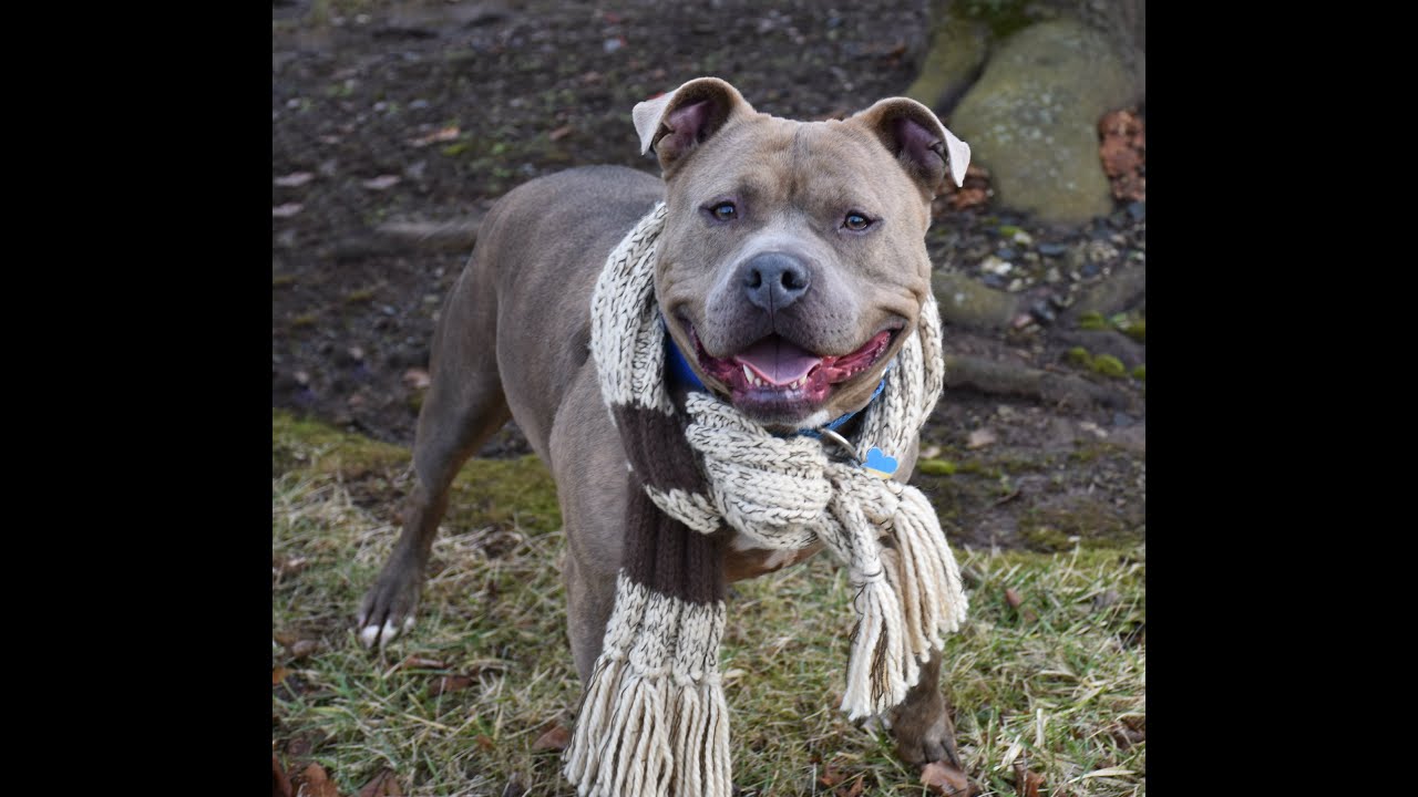 Adopt Barry at Best Friend Dog and Animal Adoption Inc Dec 28, 2019