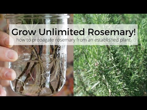 Is It Ever Okay To Use Rosemary With The Stem Attached?