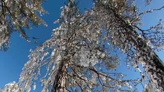 Winter Magic - Troodos Mountains - Lost in the snowy forest - The Island of Cyprus
