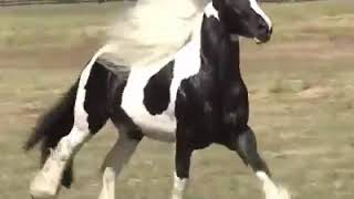 اجمل حصان. في العالم