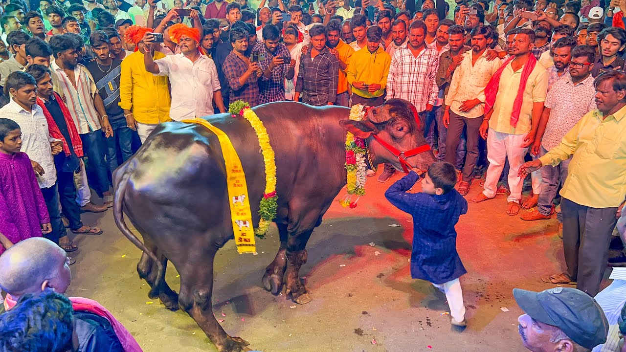 Little Kid Yadav Lifting Bull 🐂 At Narayanaguda Sadar 2023 |  Festival Celebrations in Hyderabad