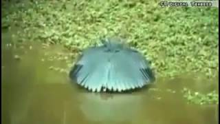 Parinda bi Rozadar ko Taklief  nai data. MASHA ALLAH.