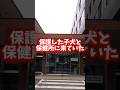 【感動】保護した子犬を保健所へ預け再度引取りました#shorts #こてもみ日記