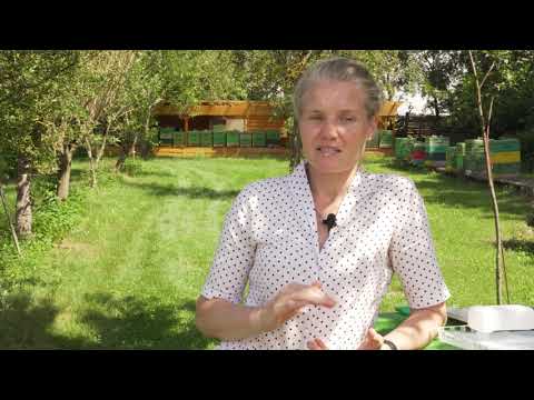 01 Sommerbehandlung Ameisensäure