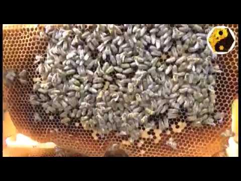 centrum kopulacyjne pszczół nieleczonych i "profesjonalne" (sic!) wytapianie wosku