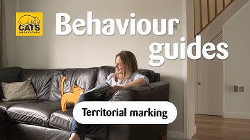 Cats and spraying | Cats Protection behaviour guides