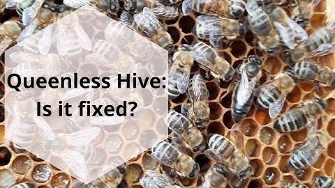 Queenless Hive, Did the fix work? #honeybees #beekeeping101