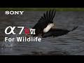 Decisive moments. Uncompromised. | Alpha 7R VI | Sony | α