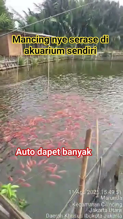 penampakan ikan banyak sekali #duet #dj #djremix #remix #cover #mancing #fishing