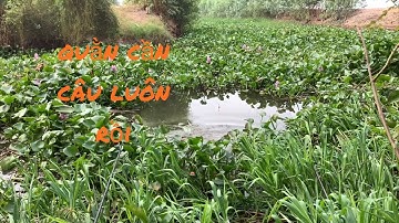 Tập 19 Câu Cá Rô Đồng Dính Cá Tra Thác Lác Đụng Toàn Hàng Khủng Quằn Cần Câu