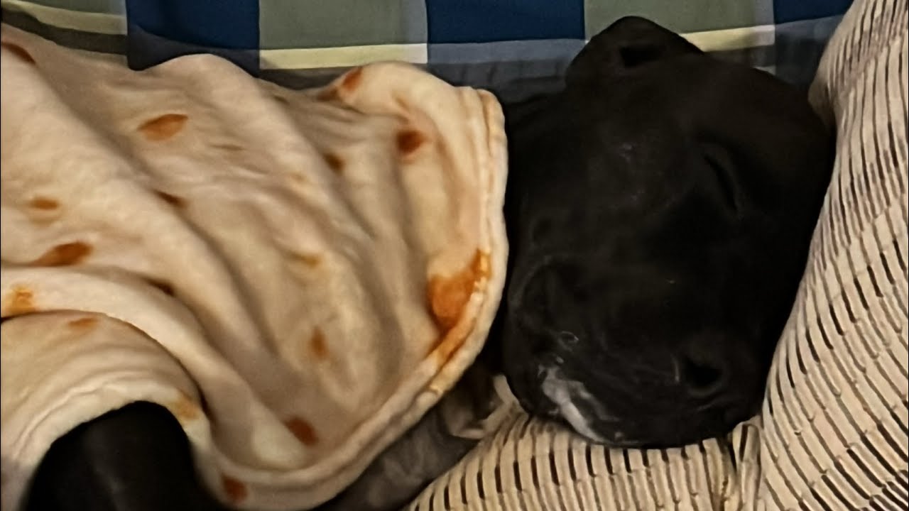 Iskreno o trudnoći i snimanju uz maženje psa🙈❤️