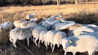 Where to get an Australian White Ram in the USA