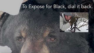 Winter Wildlife Photography Tips #3: Black Bears in the Den