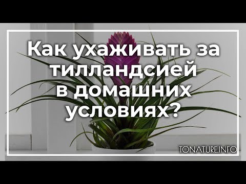 Тилландсия анита фото уход в домашних условиях