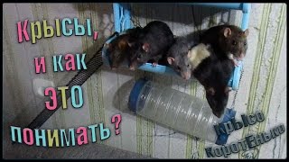 Крысы, и как ЭТО понимать? (Fancy Rats | Декоративные крысы) Крысы, и как ЭТО понимать? (Fancy Rats | Декоративные крысы)